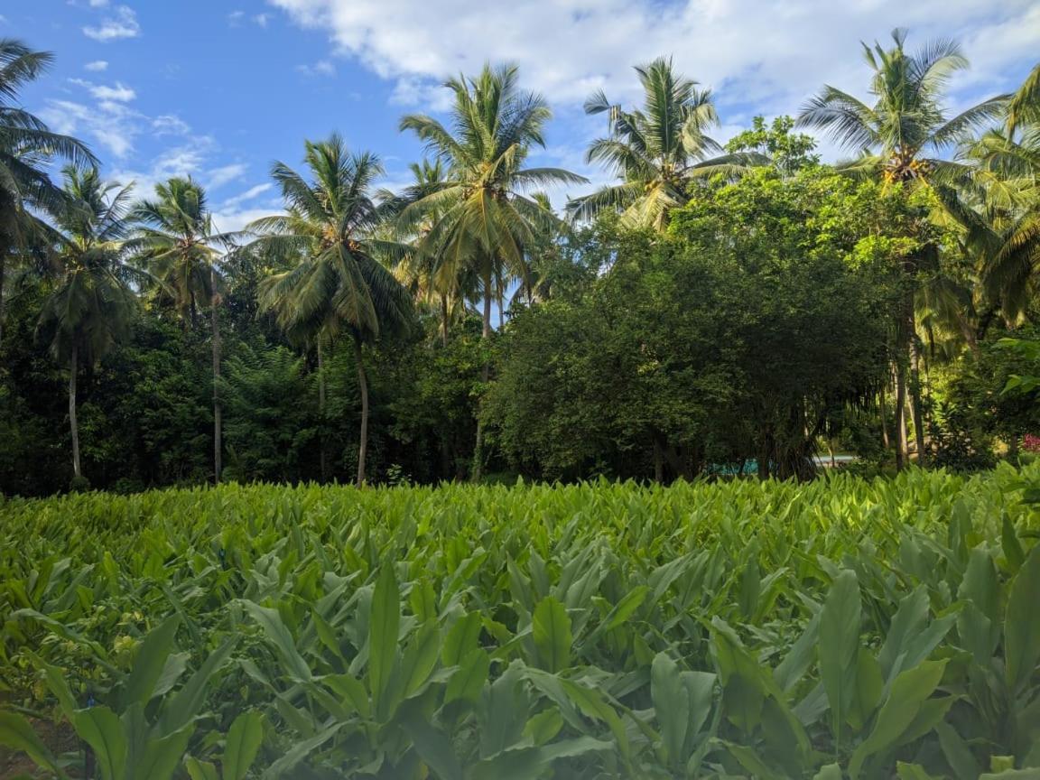 Soba Lanka Holiday Resort Melsiripura Экстерьер фото