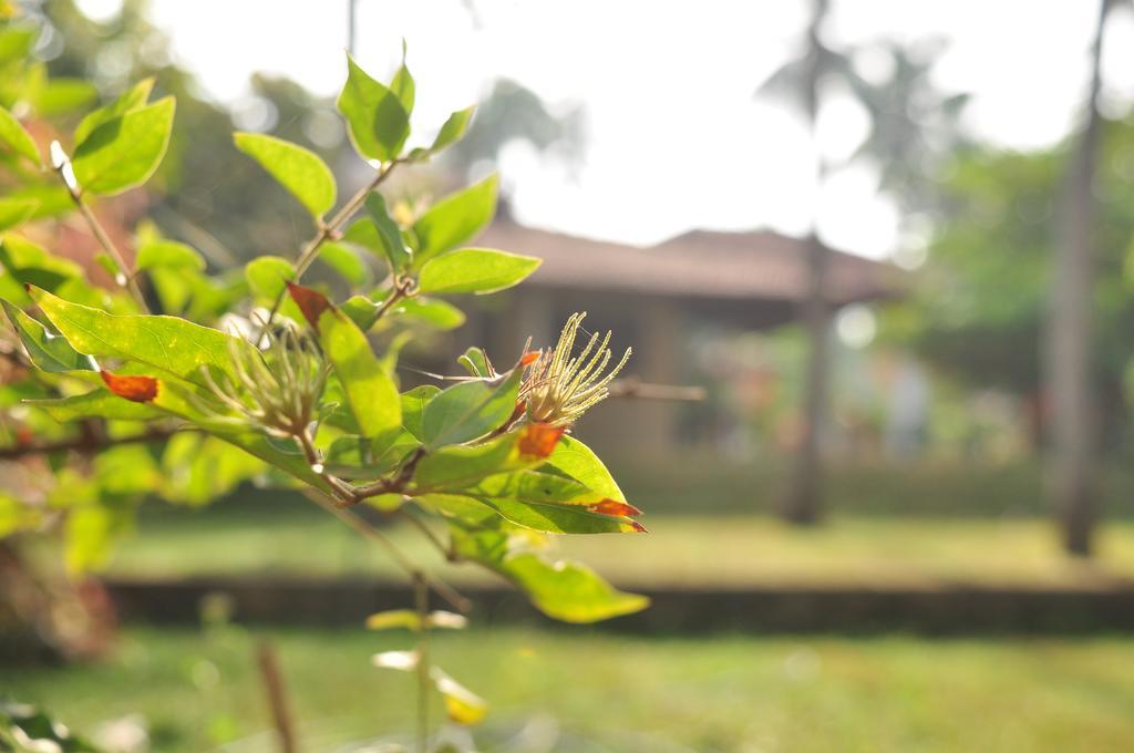 Soba Lanka Holiday Resort Melsiripura Экстерьер фото