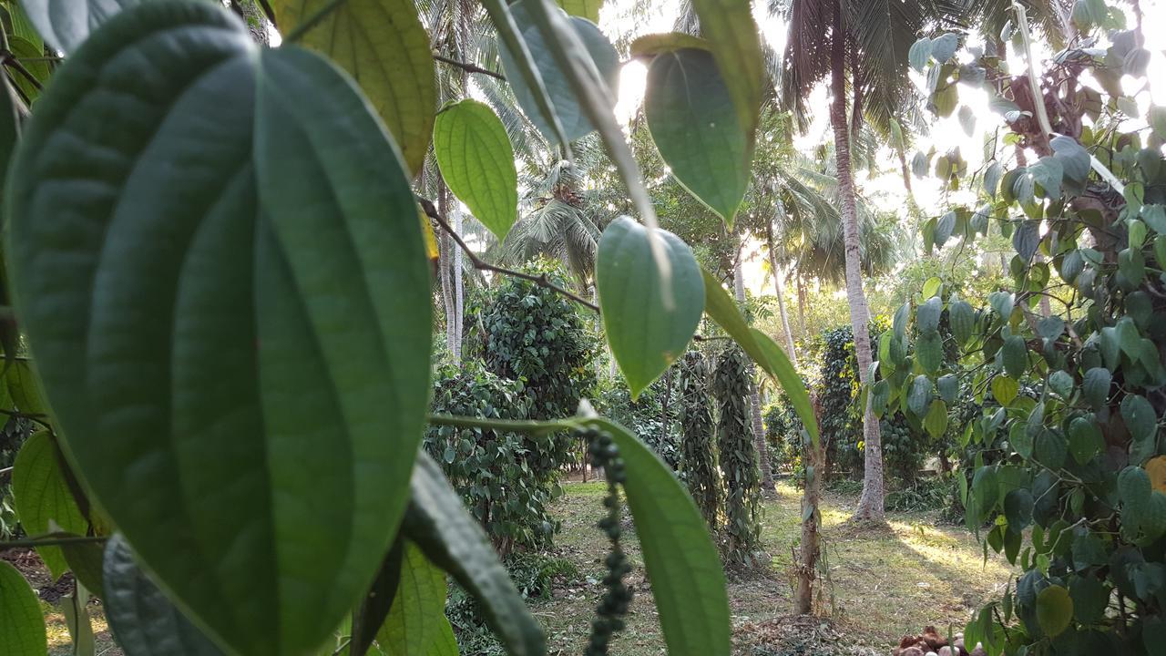 Soba Lanka Holiday Resort Melsiripura Экстерьер фото